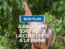 Bon plan : à Argeliers Top fruits, la cueillette à la ferme.