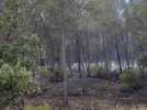 L'incendie recule à Saint-Clément-de-Rivière, près de Montpellier