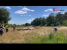 Les Liégeois ont assisté à la transhumance des moutons sur les hauteurs de Liège