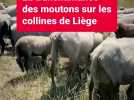 La transhumance des moutons sur les collines de Liège
