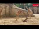 VIDÉO. Un adorable girafon est né dans ce parc de l'Ouest