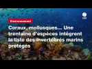 VIDEO. Coraux, mollusques... Une trentaine d'espèces intègrent la liste des invertébrés marins protégés