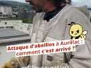 Apiculture - Attaque d'abeilles à Aurillac : 