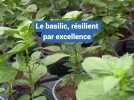 Le basilic, résilient par excellence