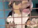 L'hôtel des Pattounes, la solution pour faire garder vos animaux pendant l'été