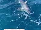 Un requin à peau bleue aperçu en bord de plage au Grau-du-Roi