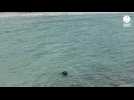 VIDÉO. Un phoque gris aperçu au bord de l'eau près de Saint-Malo