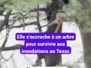 Elle s'accroche à un arbre pour survivre aux inondations au Texas