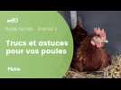 Pleine Nature - Trucs et astuces pour vos poules