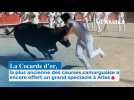 La Cocarde d'or, la plus ancienne des courses camarguaise a encore offert du spectacle