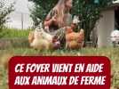 Au chevet des animaux de la ferme en détresse