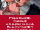 Baguage des jeunes hirondelles au parc du Marquenterre