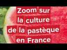 [CP] Zoom culture pastèque