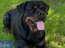 Marion et Paï Ka changent l'image des rottweilers