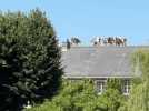 VIDÉO. Des vaches aperçues sur un toit en Mayenne ? L'illusion d'optique affole les réseaux sociaux