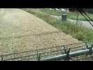 Moisson dans un champ entre Emmerin et Houplin-Ancoisne