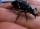 Des coléoptères cyborgs pour aider à localiser les survivants de catastrophe naturelle