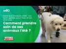 Comment rafraîchir vos animaux l'été ?