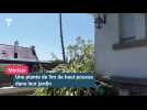 Une plante plus haute qu'une maison fleurit à Morlaix