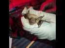 Une nuit à capturer des chauves-souris pour mieux les connaître