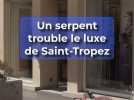Pourquoi une boutique Gucci de Saint-Tropez a été la proie d'un serpent géant de 6 mètres ? On était sur place ...