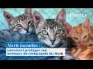 Alerte incendies : comment protéger ses animaux de compagnie du feu