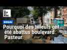Cinq tilleuls de douai abattus en raison de leur état