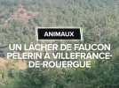 Un faucon pèlerin relâcher à Villefranche-de-Rouergue