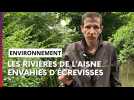 Les rivières de l'Aisne envahies d'écrevisses