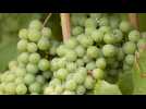 VITICULTURE / Dernière ligne droite avant les vendanges en Touraine