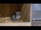 VIDÉO. Un adorable bébé léopard des neiges est né dans un zoo britannique