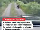 Un ours filmé dans les Pyrénées par un bûcheron
