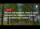 VIDEO. On en voit partout, mais à quoi servent les rangées d'arbres qui bordent les routes ?