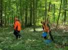 « Une prise de sang » au fusil pour les arbres de la forêt de Hez-Froidmont