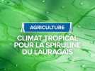 AGRICULTURE : CLIMAT TROPICAL POUR LA SPIRULINE DU LAURAGAIS