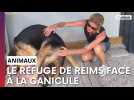 Dans la fournaise du refuge de Reims, les animaux peuvent compter sur la solidarité de donateurs
