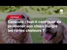 VIDEO.Canicule : faut-il continuer de promener son chien malgré les fortes chaleurs ?