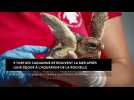 9 tortues caouanne retrouvent la mer après leur séjour à l'Aquarium de La Rochelle