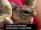 9 tortues caouanne retrouvent la mer après leur séjour à l'Aquarium de La Rochelle