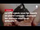 VIDEO.La LPO croule sous les appels en pleine canicule : pourquoi les oisillons sont-ils en difficulté ?