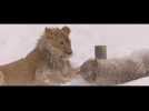 Le loup et le lion (Bande annonce)
