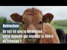 Qu'est-ce que la dermatose qui touche les bovins ?