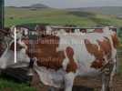 Agriculture - 