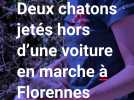 Scène honteuse à Florennes : deux chatons jetés hors d'une voiture en marche