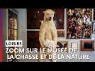 Sanglier en tutu, toiles de maître et léopards empaillés : bienvenue au musée de la Chasse et de la nature