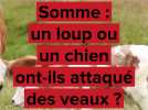 Près de Doullens, un loup ou un chien ont-ils attaqué des veaux ?