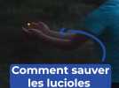 Comment sauver les lucioles ?