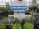 J'en pince pour mon basilic