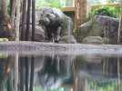 Quand Woobadee, l'hippopotame nain, fait le show au zoo de Mulhouse