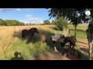 VIDÉO. Sabot déformé, oeil crevé... Elles lancent un appel pour aider deux poneys à Ranville